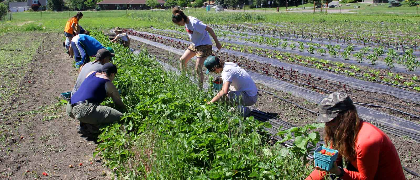 Employees of the Washington Companies help with the harvest of the local community garden.